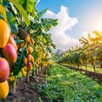 Les vergers de Guadeloupe : découvrez où cueillir des fruits frais et savoureux