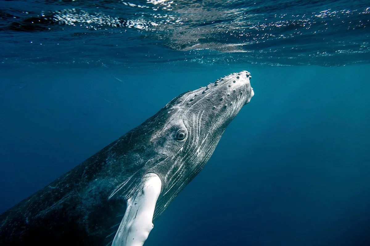baleine à bosse observation marine en Guadeloupe