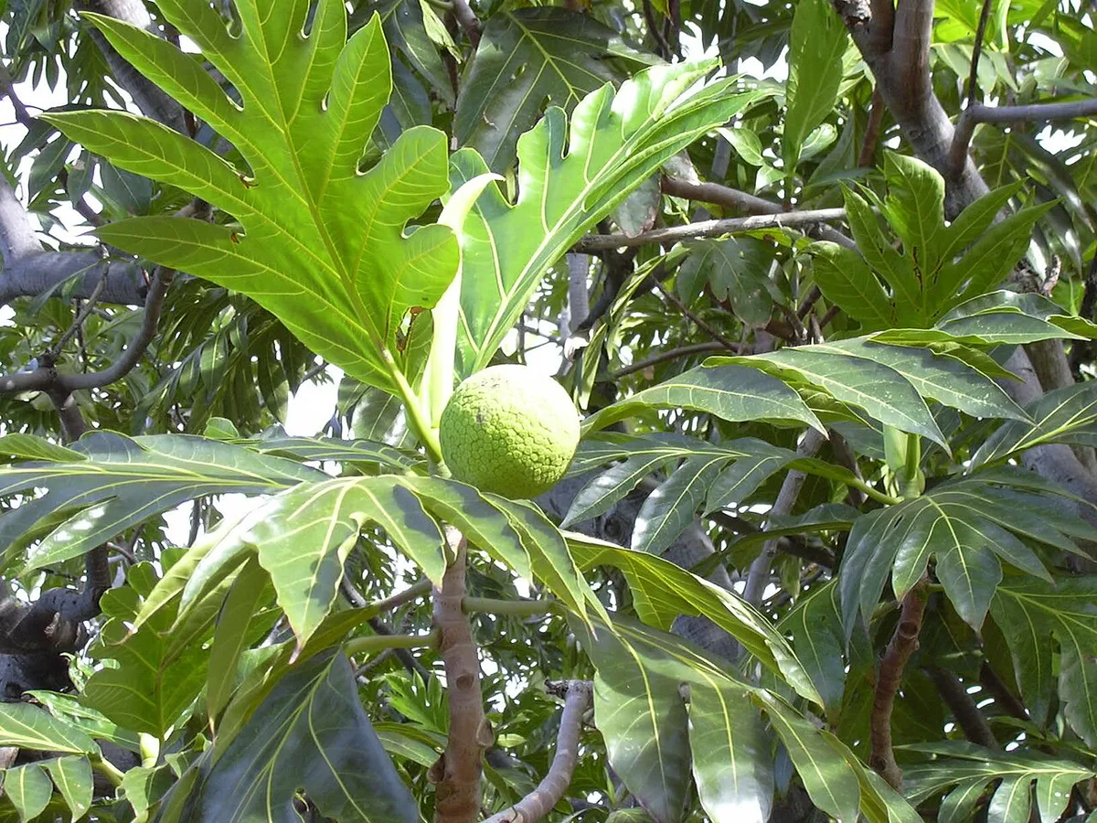 fruit à pain féculent des Antilles utilisé comme légume pays