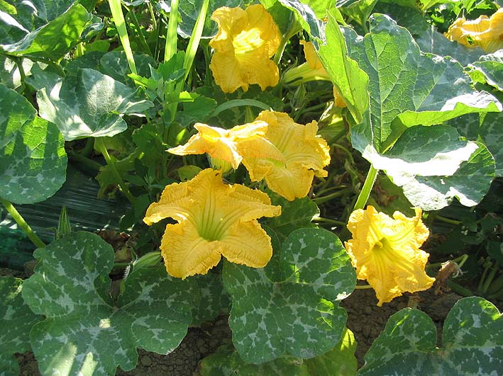 giraumon courge des légumes créoles pour soupe et purée
