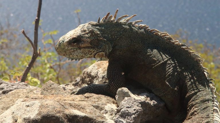 Les iguanes des Saintes : un symbole unique de l’archipel guadeloupéen