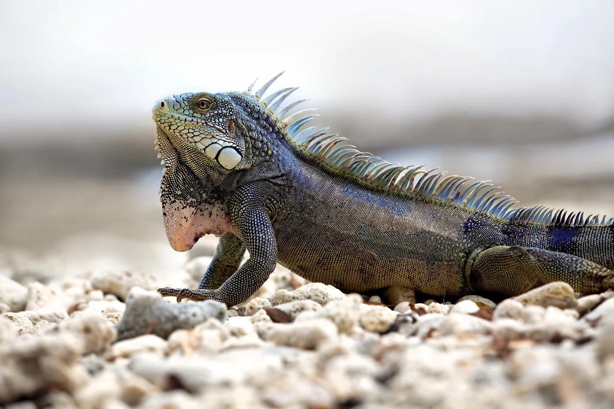 Iguane vert posé sur des débris de corail blanc, photographié au ras du sol