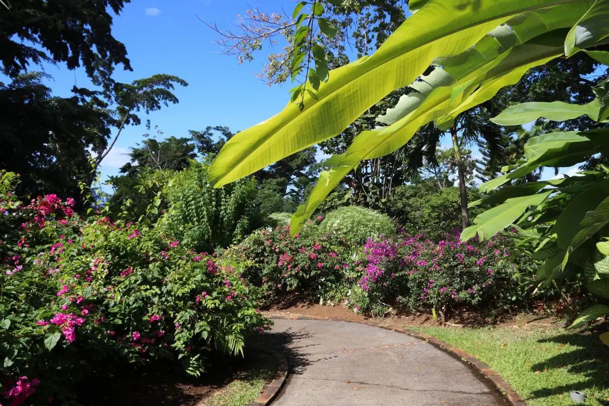 Allée fleurie dans un jardin tropical de Guadeloupe