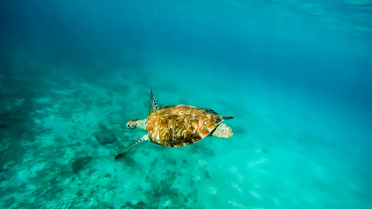 Techniques pour capturer la faune sauvage de Guadeloupe en photographie