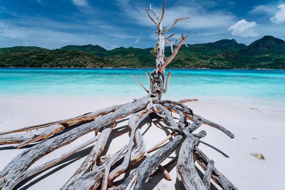 Plage de sable blanc et eau turquoise avec bois flotté en Guadeloupe